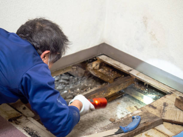 Best Post-Remediation Services in Cleary, MS
