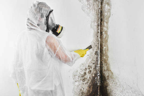 Best Attic Mold Remediation in Cleary, MS