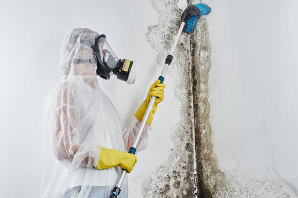 Best Health and Safety Mold Remediation in Cleary, MS