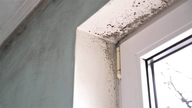 Best Basement Mold Remediation in Cleary, MS