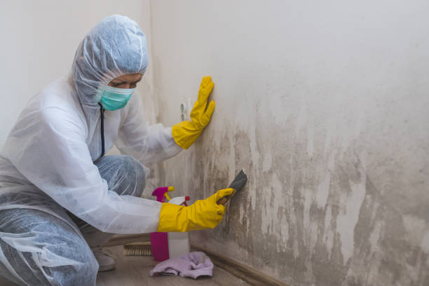 Best Residential Mold Remediation in Cleary, MS