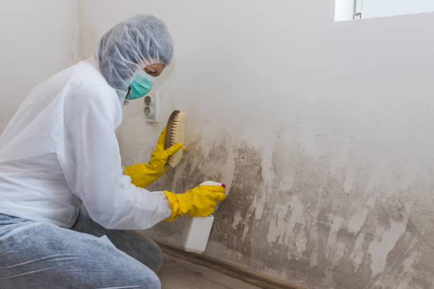 Trusted Cleary, MS Mold Remediation Experts