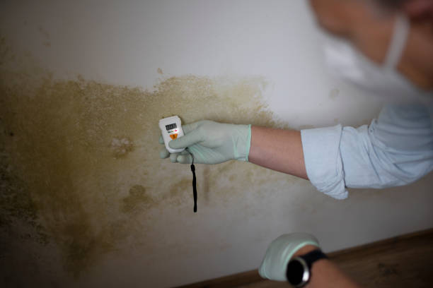 Best Mold Remediation for Specific Building Types in Cleary, MS