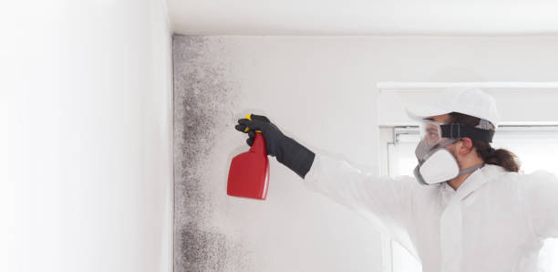 Best Attic Mold Remediation in Cleary, MS