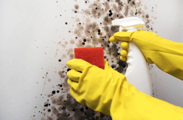 Best Bathroom Mold Remediation in Cleary, MS