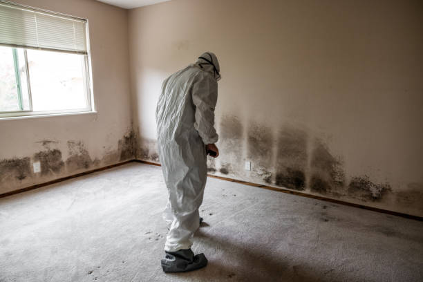 Best Emergency Mold Remediation in Cleary, MS