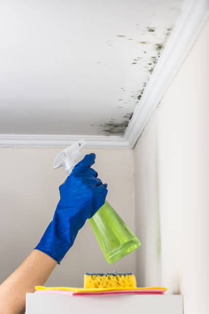 Best Mold Remediation for Specific Building Types in Cleary, MS